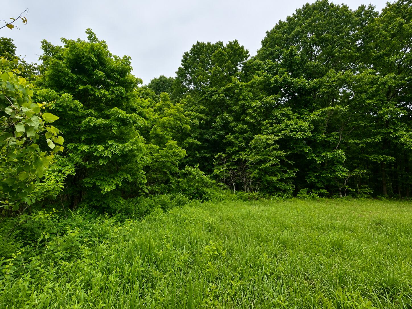 Photo 3 - Land for sale – 113  Wanda Drive   Squires, MO