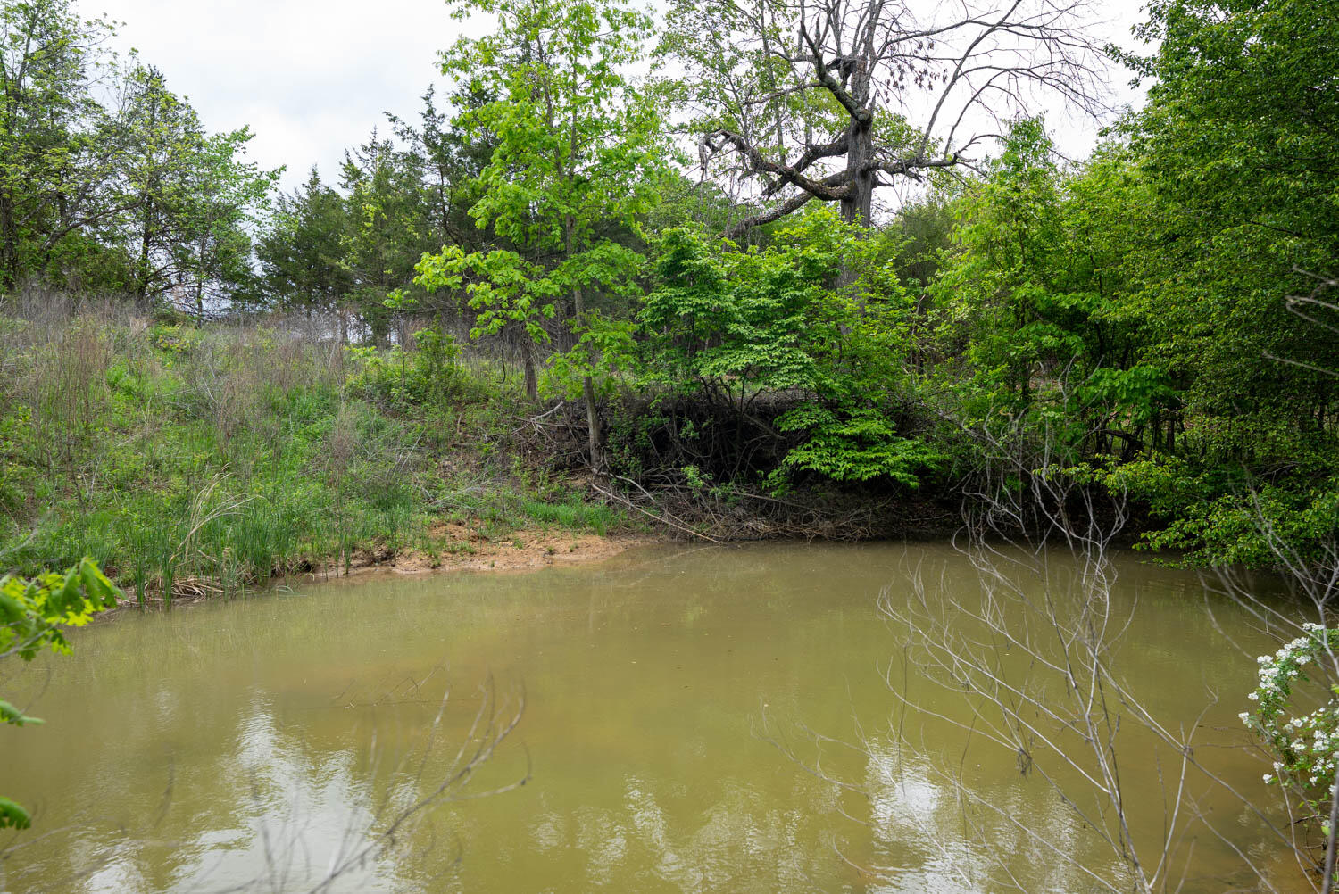Photo 11 - Land for sale – 291  County Road 804   Gainesville, MO