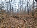 Photo 32 - Land for sale – 80+/-Acres  Proctor Lane  Gravois Mills, MO