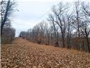 Photo 24 - Land for sale – 80+/-Acres  Proctor Lane  Gravois Mills, MO