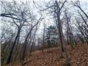 Photo 18 - Land for sale – 80+/-Acres  Proctor Lane  Gravois Mills, MO