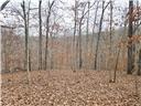 Photo 15 - Land for sale – 80+/-Acres  Proctor Lane  Gravois Mills, MO