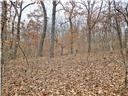 Photo 14 - Land for sale – 80+/-Acres  Proctor Lane  Gravois Mills, MO