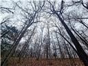 Photo 19 - Land for sale – 80+/-Acres  Proctor Lane  Gravois Mills, MO