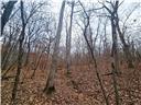 Photo 30 - Land for sale – 80+/-Acres  Proctor Lane  Gravois Mills, MO