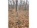 Photo 26 - Land for sale – 80+/-Acres  Proctor Lane  Gravois Mills, MO