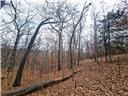 Photo 20 - Land for sale – 80+/-Acres  Proctor Lane  Gravois Mills, MO