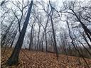 Photo 16 - Land for sale – 80+/-Acres  Proctor Lane  Gravois Mills, MO