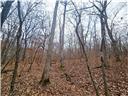 Photo 31 - Land for sale – 80+/-Acres  Proctor Lane  Gravois Mills, MO