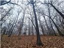 Photo 17 - Land for sale – 80+/-Acres  Proctor Lane  Gravois Mills, MO