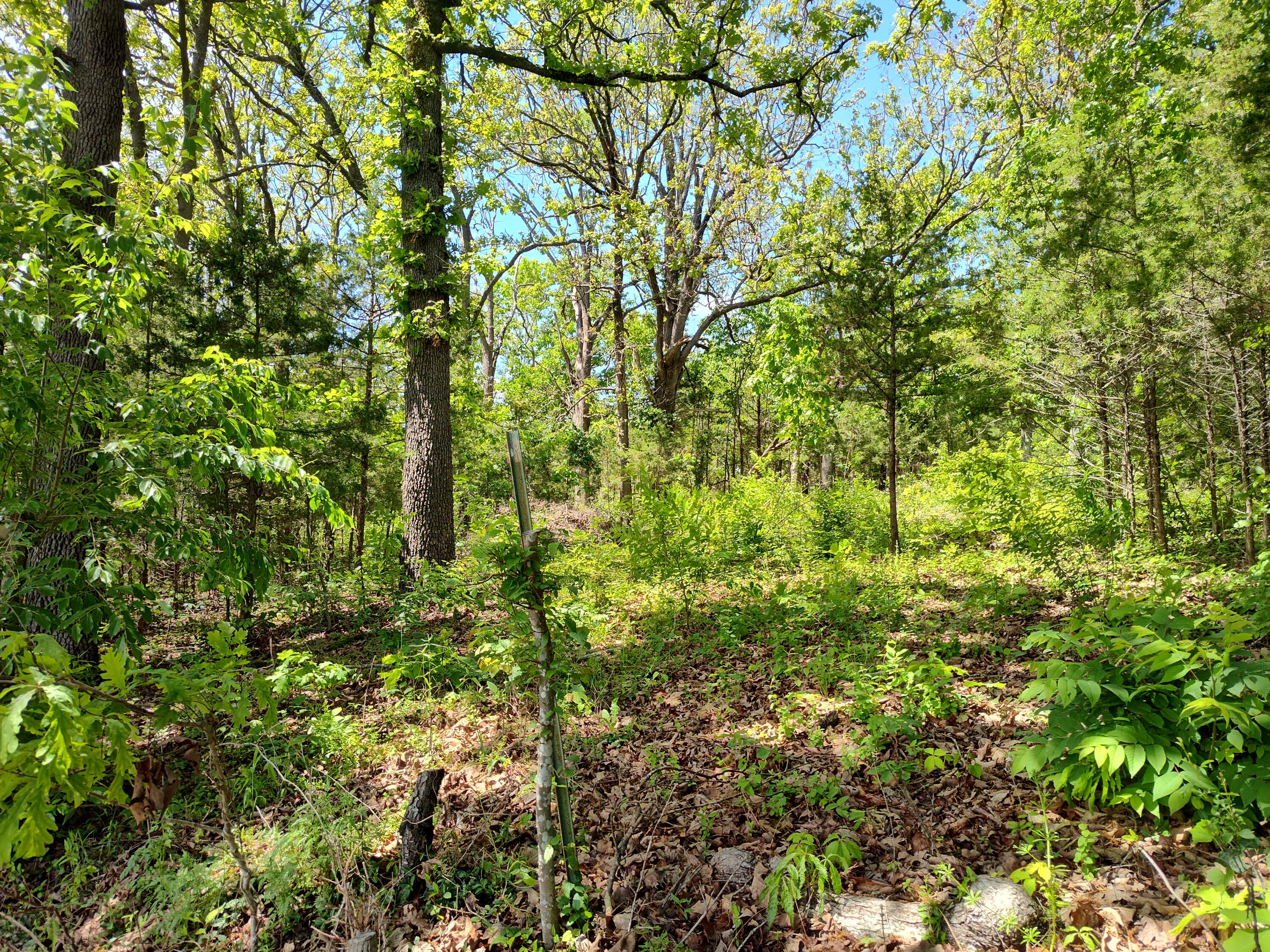 Photo 4 - Land for sale – 000  Woodland Drive  Buffalo, MO