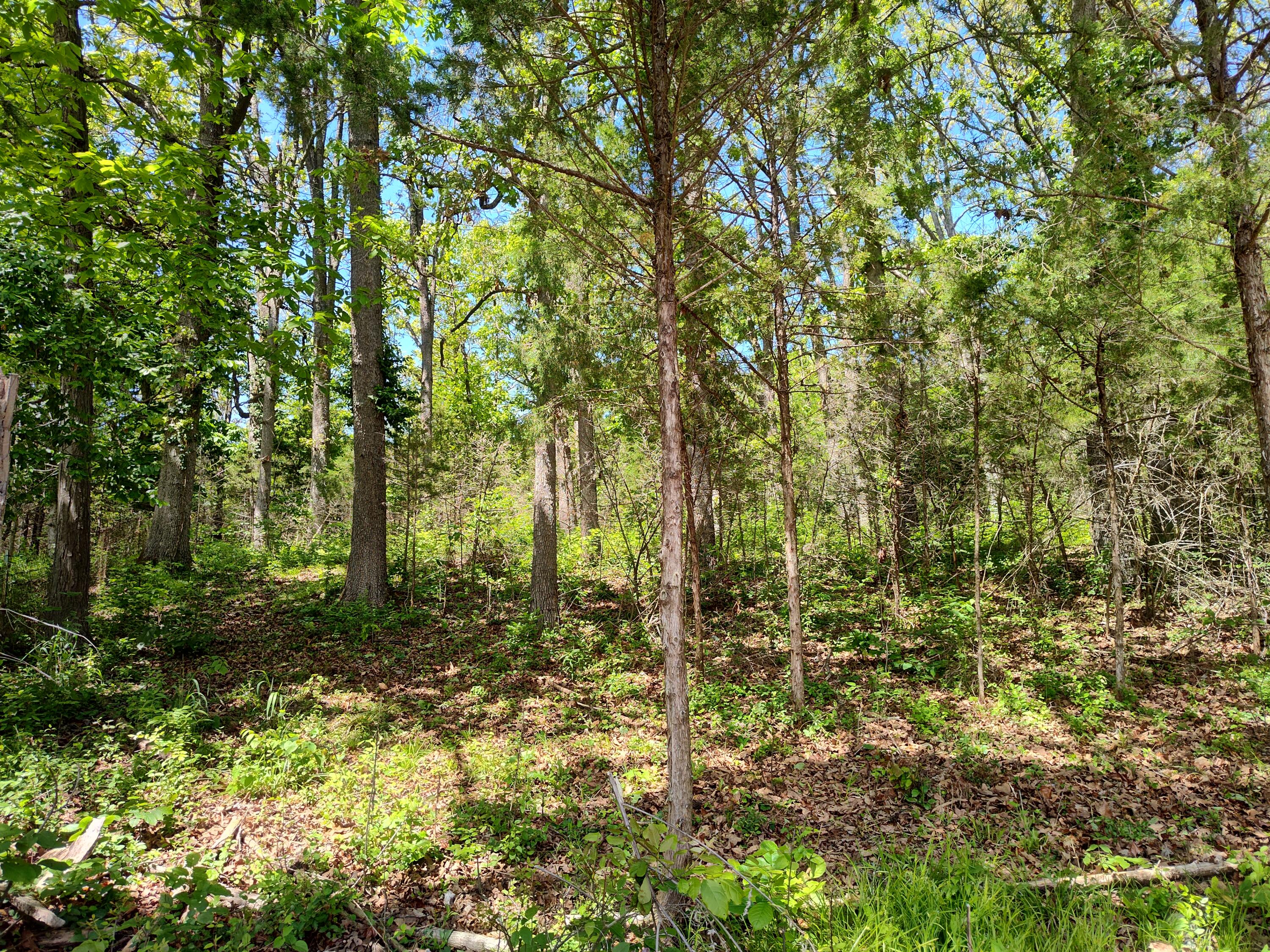 Photo 3 - Land for sale – 000  Woodland Drive  Buffalo, MO