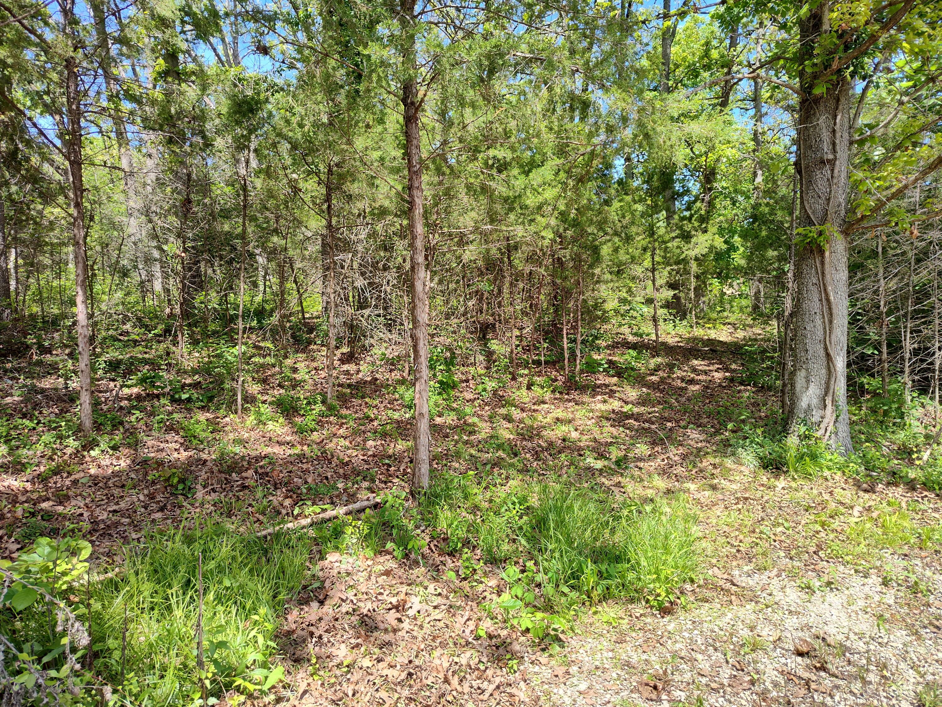 Photo 2 - Land for sale – 000  Woodland Drive  Buffalo, MO