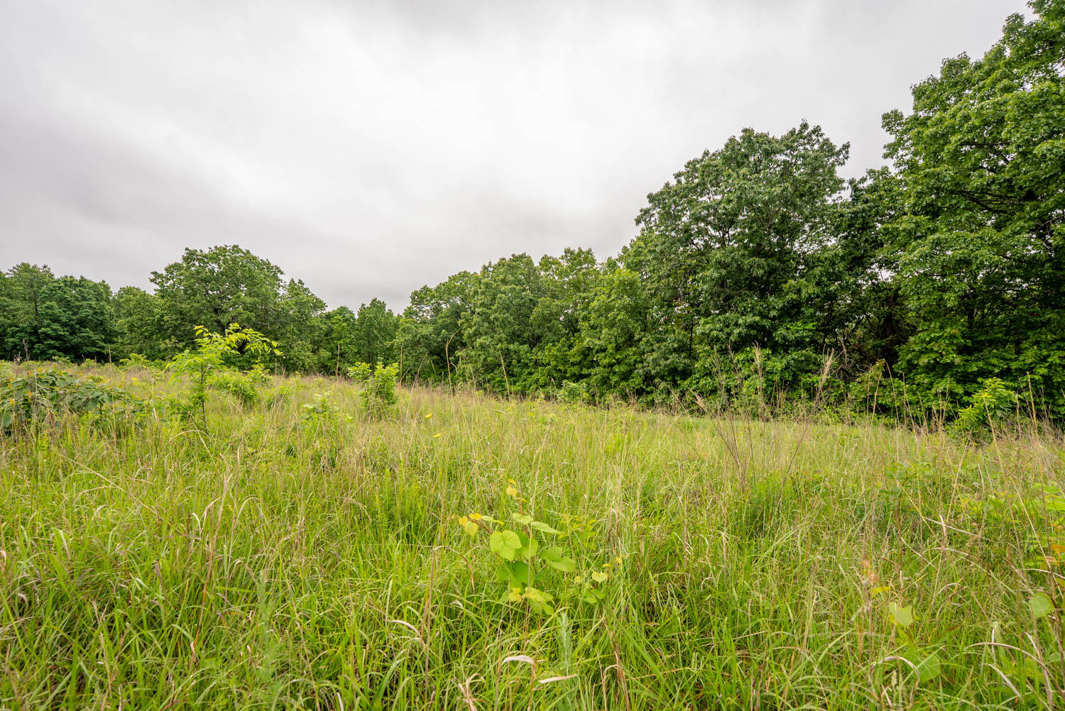 Photo 16 - Land for sale – Tbd  Devils Pool Rd   Ridgedale, MO