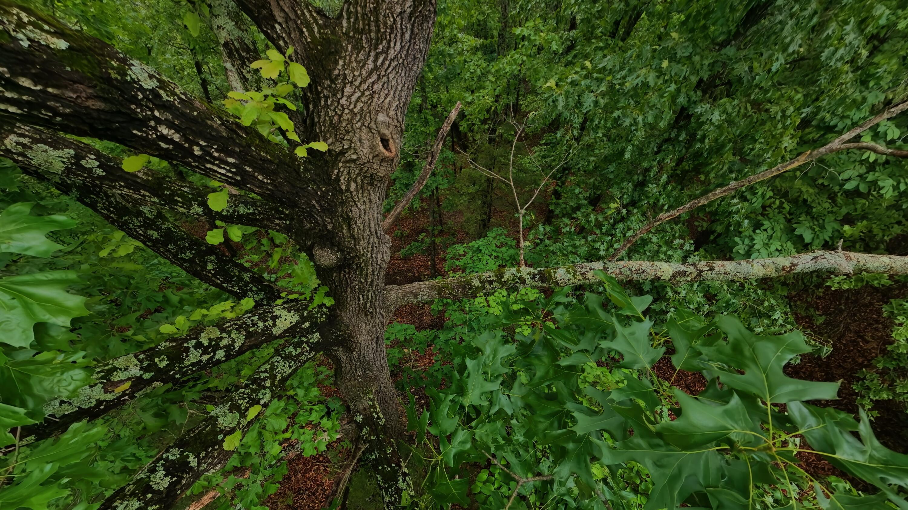 Photo 11 - Land for sale – Tbd  Devils Pool Rd   Ridgedale, MO