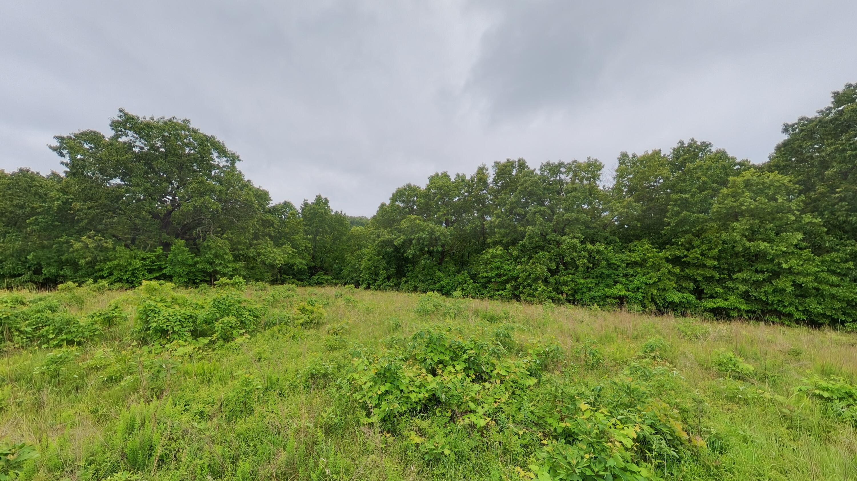 Photo 10 - Land for sale – Tbd  Devils Pool Rd   Ridgedale, MO