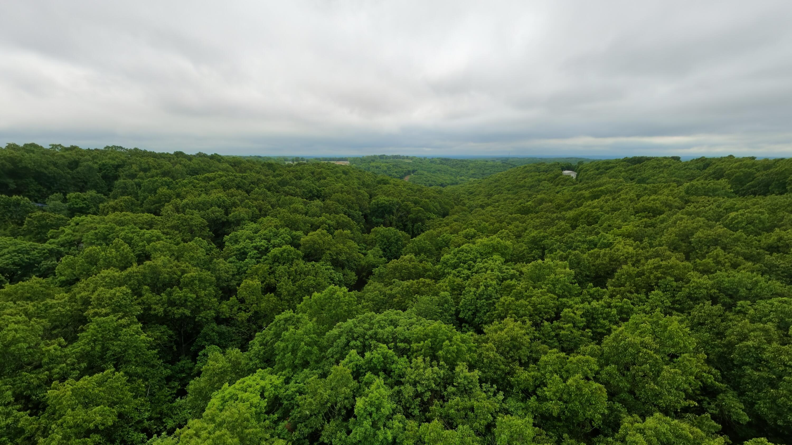 Photo 3 - Land for sale – Tbd  Devils Pool Rd   Ridgedale, MO