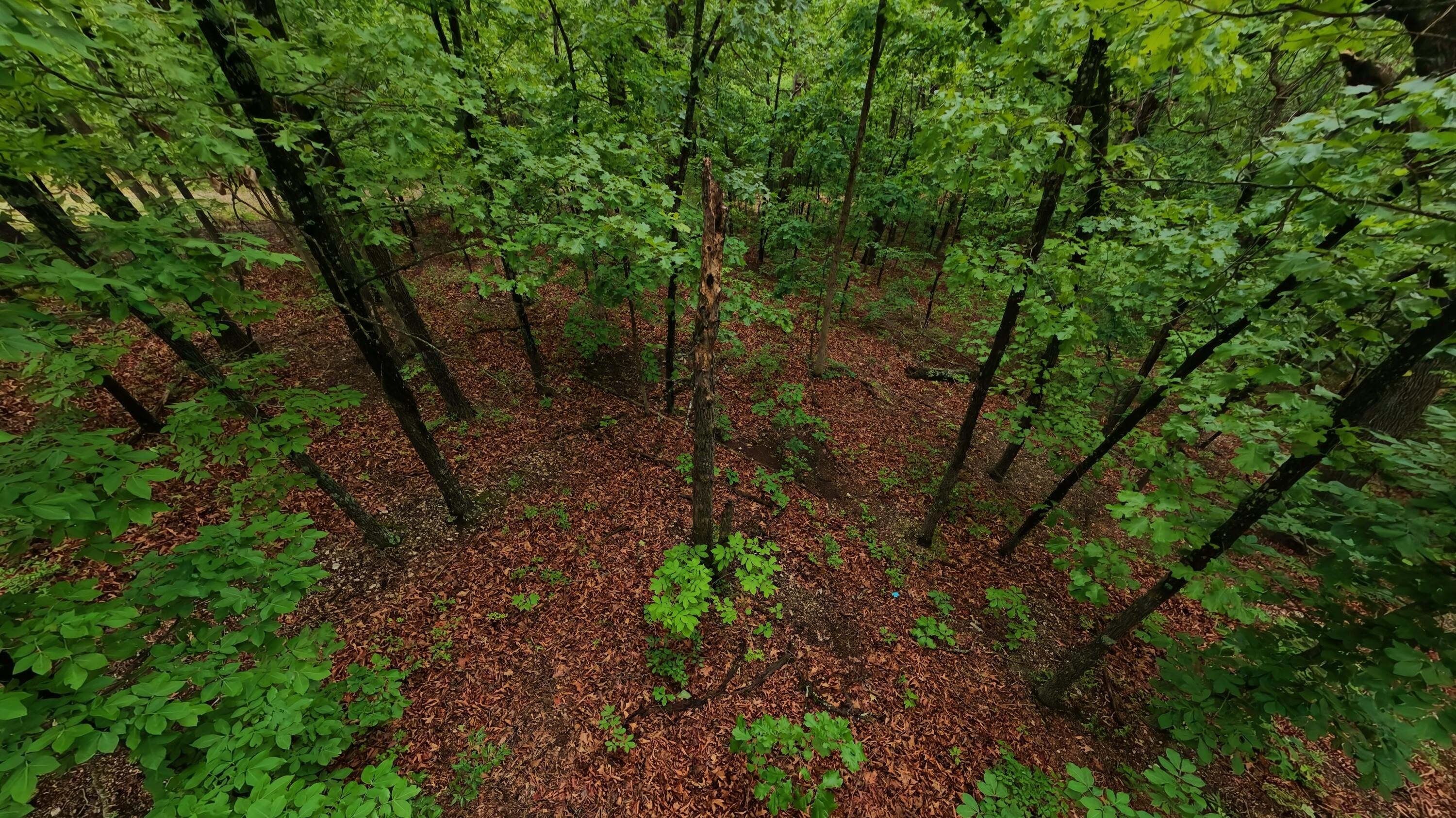 Photo 13 - Land for sale – Tbd  Devils Pool Rd   Ridgedale, MO