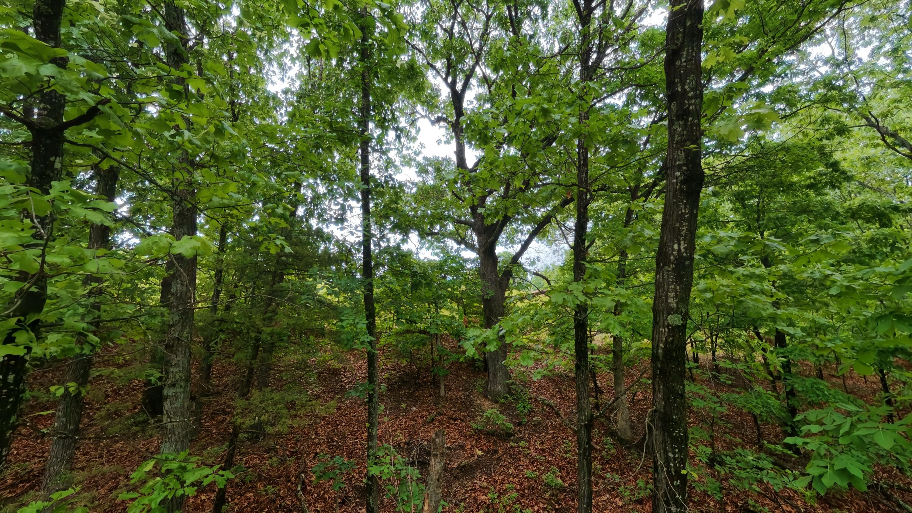 Photo 14 - Land for sale – Tbd  Devils Pool Rd   Ridgedale, MO