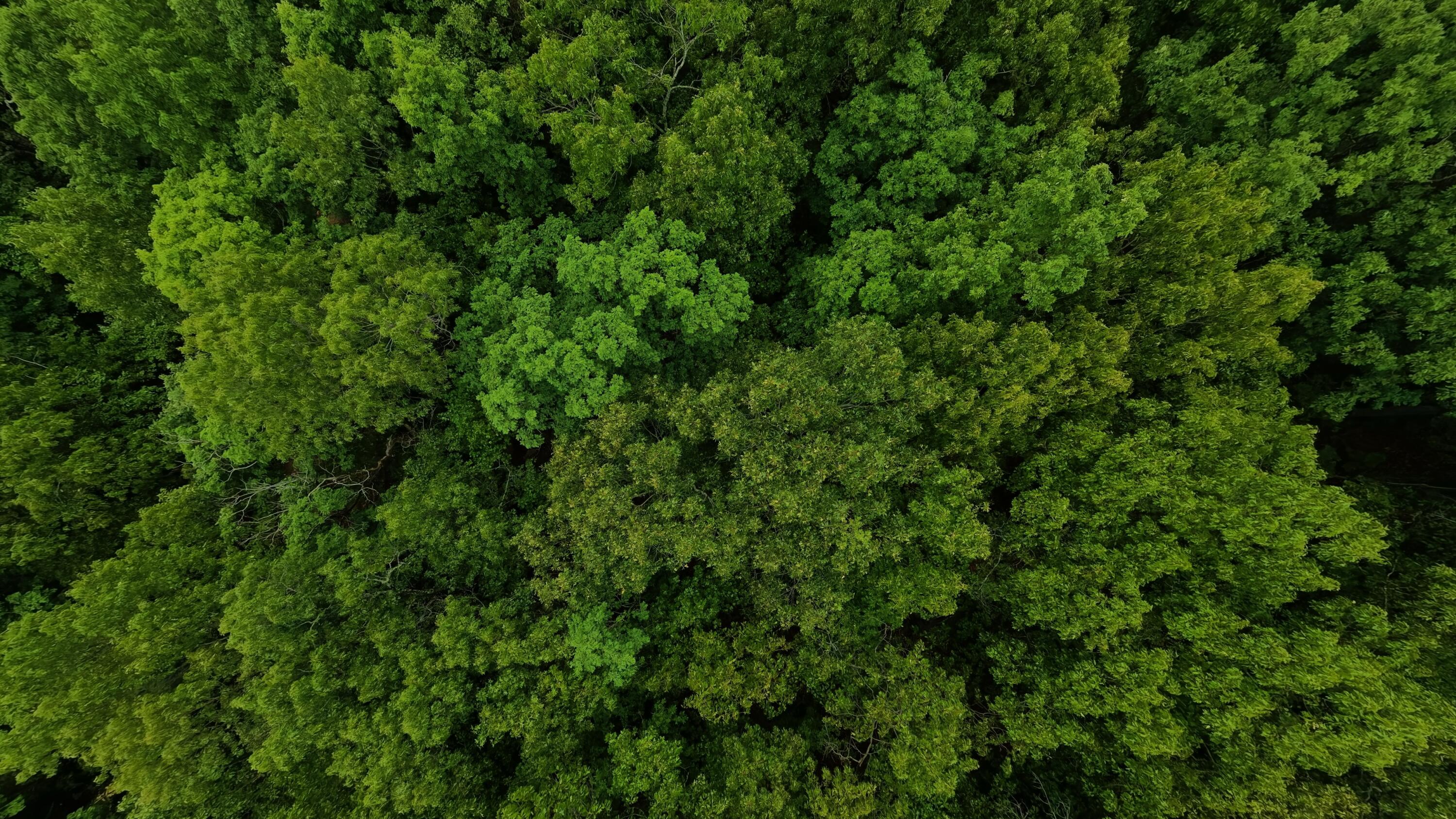 Photo 6 - Land for sale – Tbd  Devils Pool Rd   Ridgedale, MO