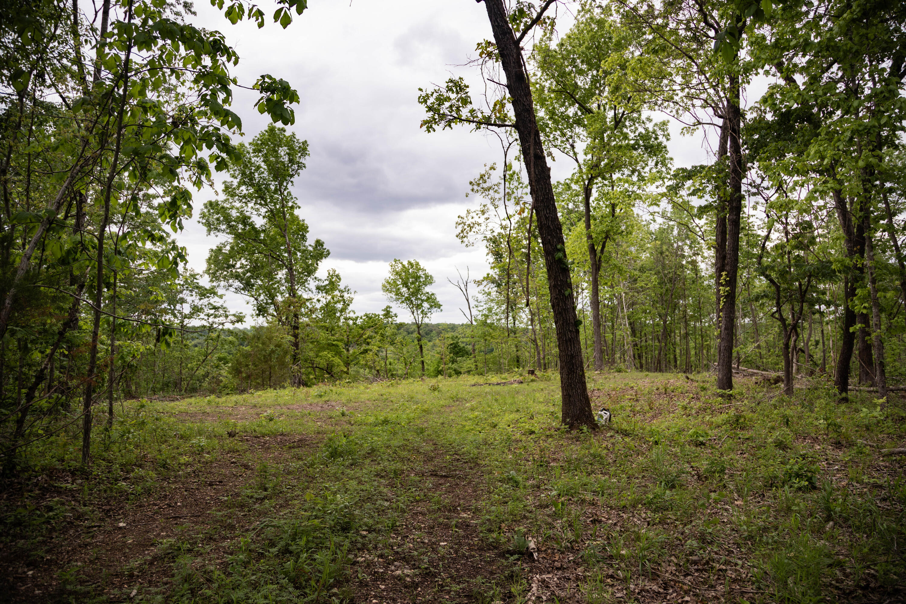 Photo 4 - Land for sale – 000  State Highway Y   Myrtle, MO
