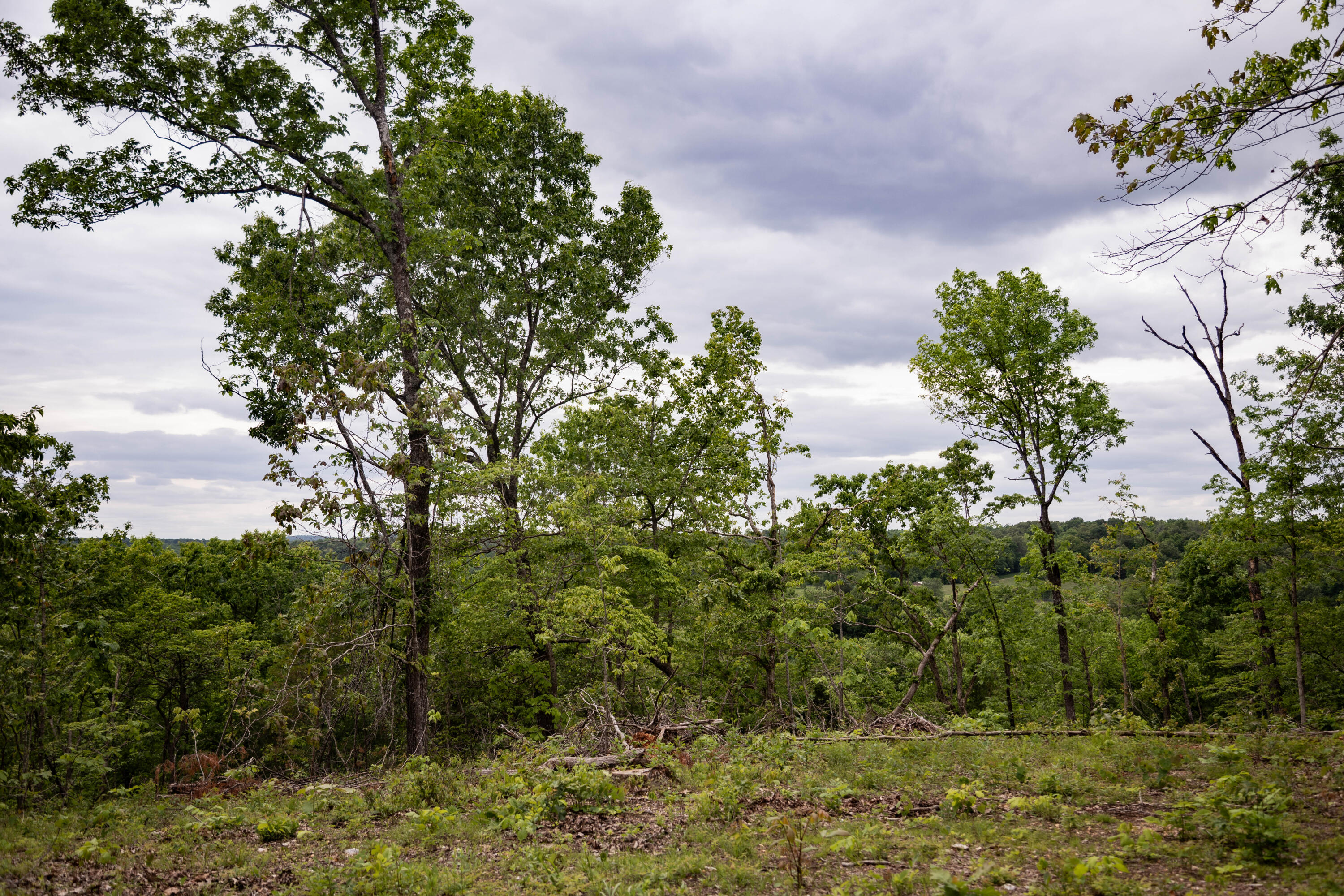 Photo 6 - Land for sale – 000  State Highway Y   Myrtle, MO