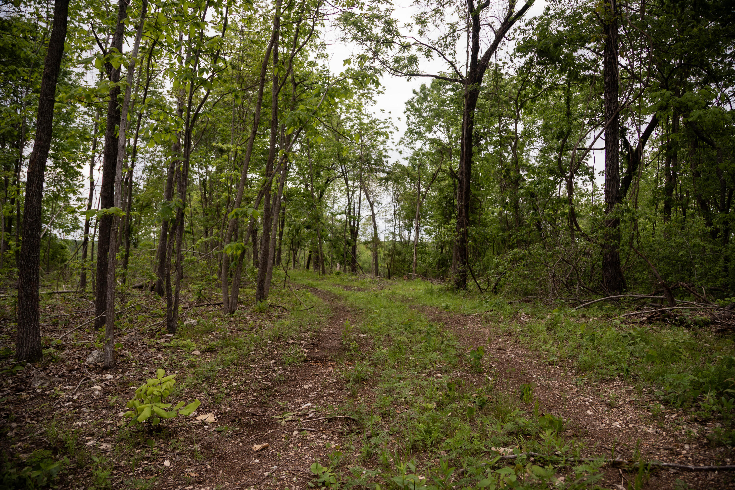 Land for sale – 000  State Highway Y   Myrtle, MO