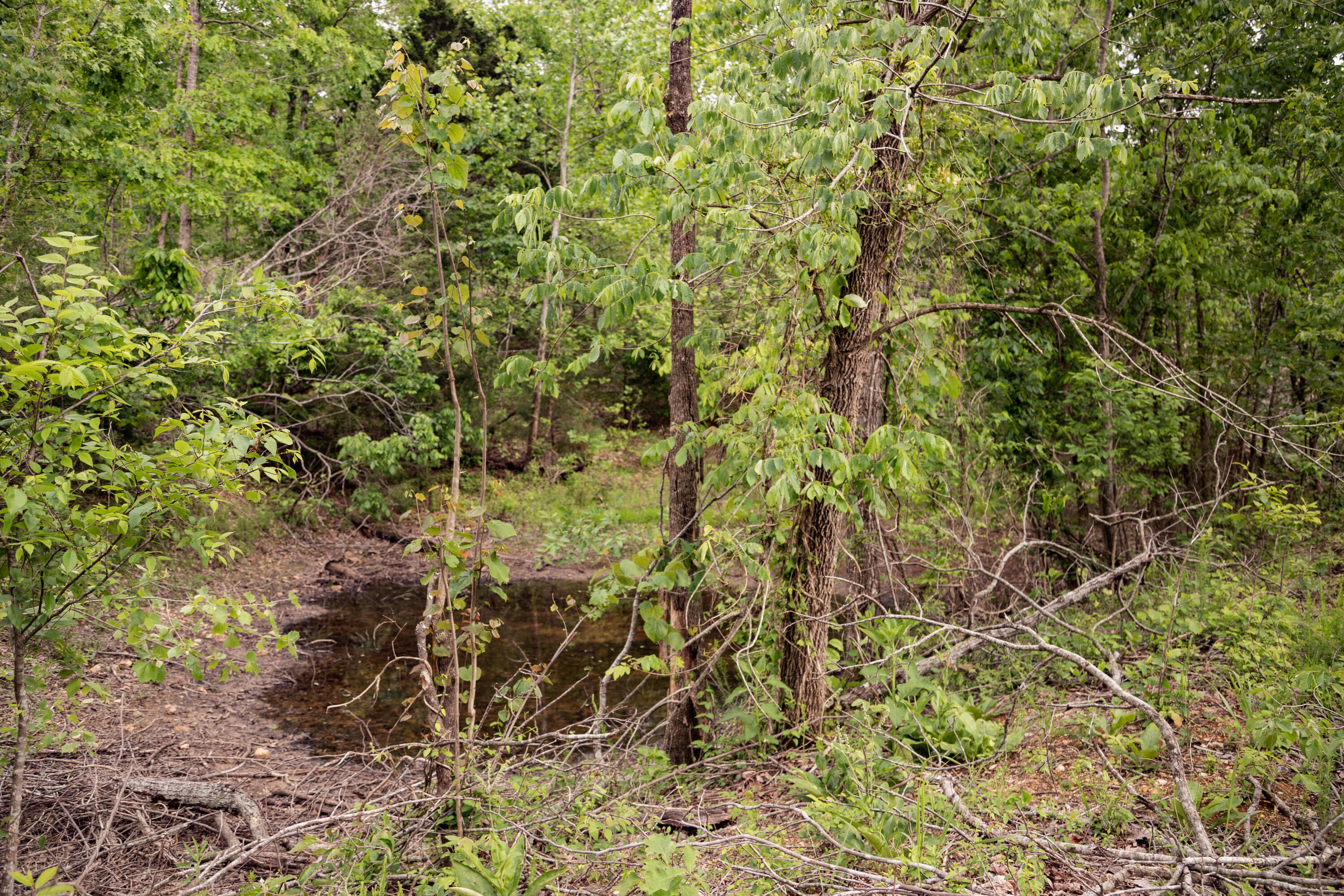 Photo 7 - Land for sale – 000  State Highway Y   Myrtle, MO
