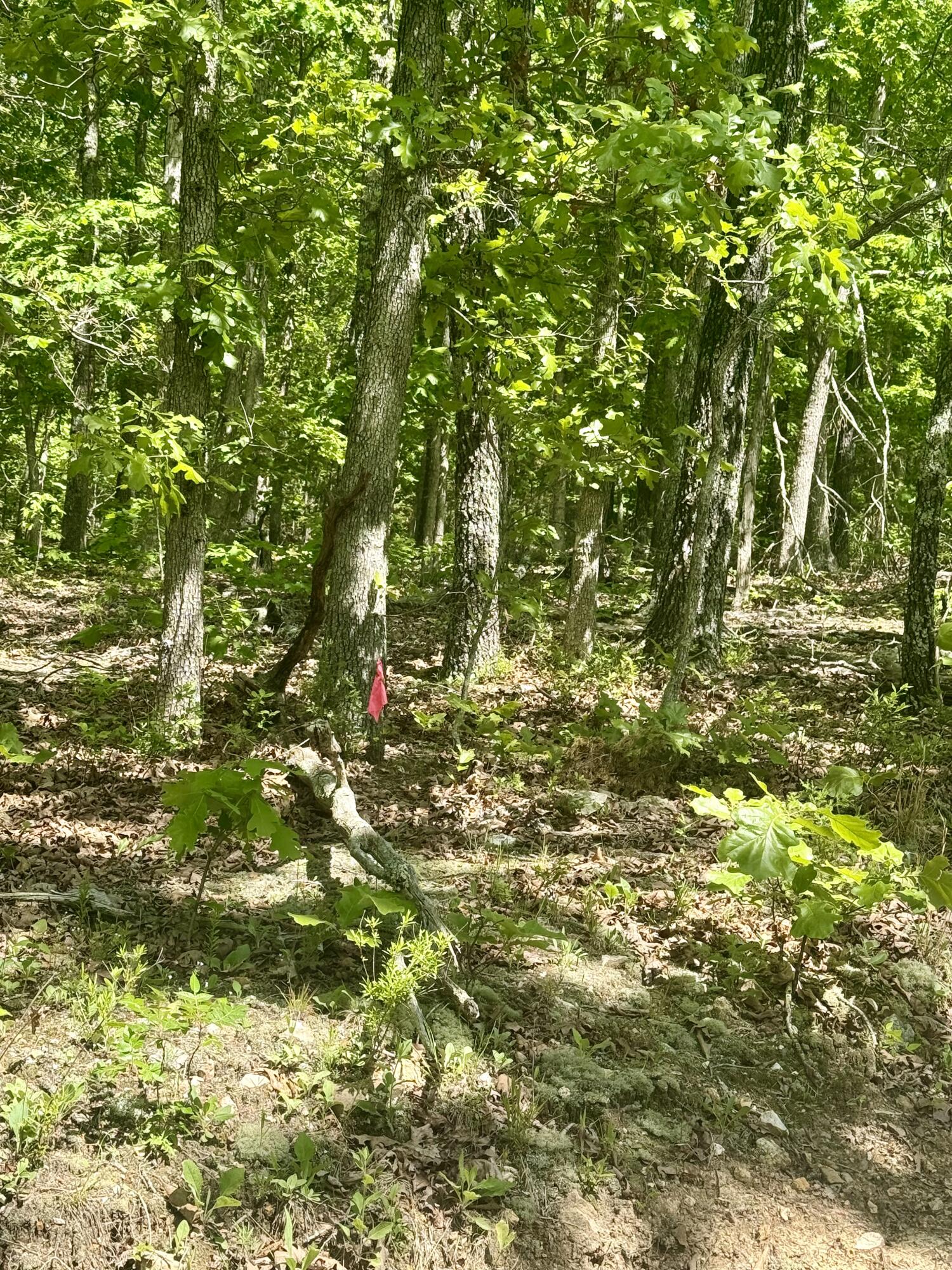Photo 26 - Land for sale – 000  Bailey Road  Licking, MO