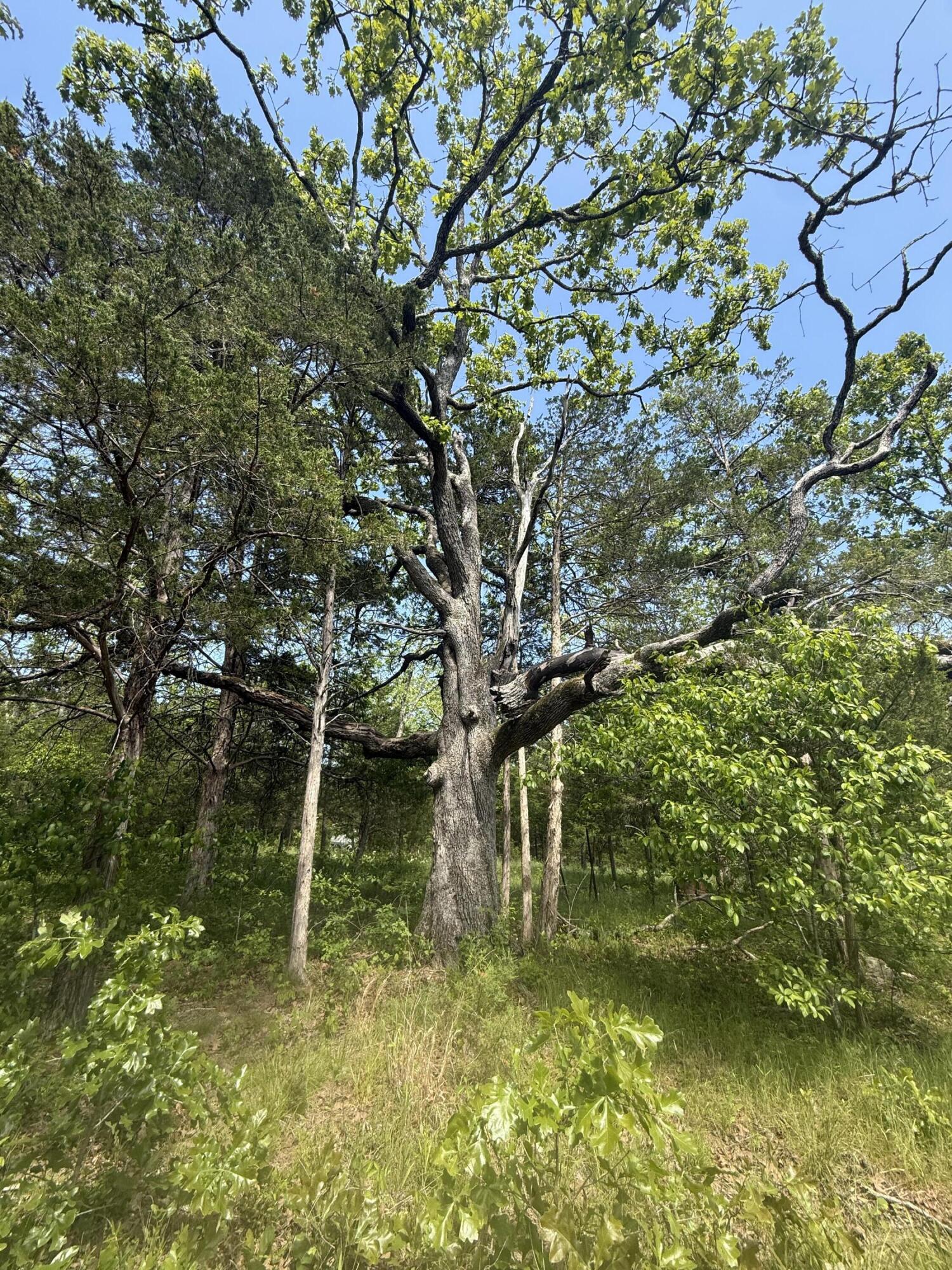 Photo 31 - Land for sale – 000  Bailey Road  Licking, MO