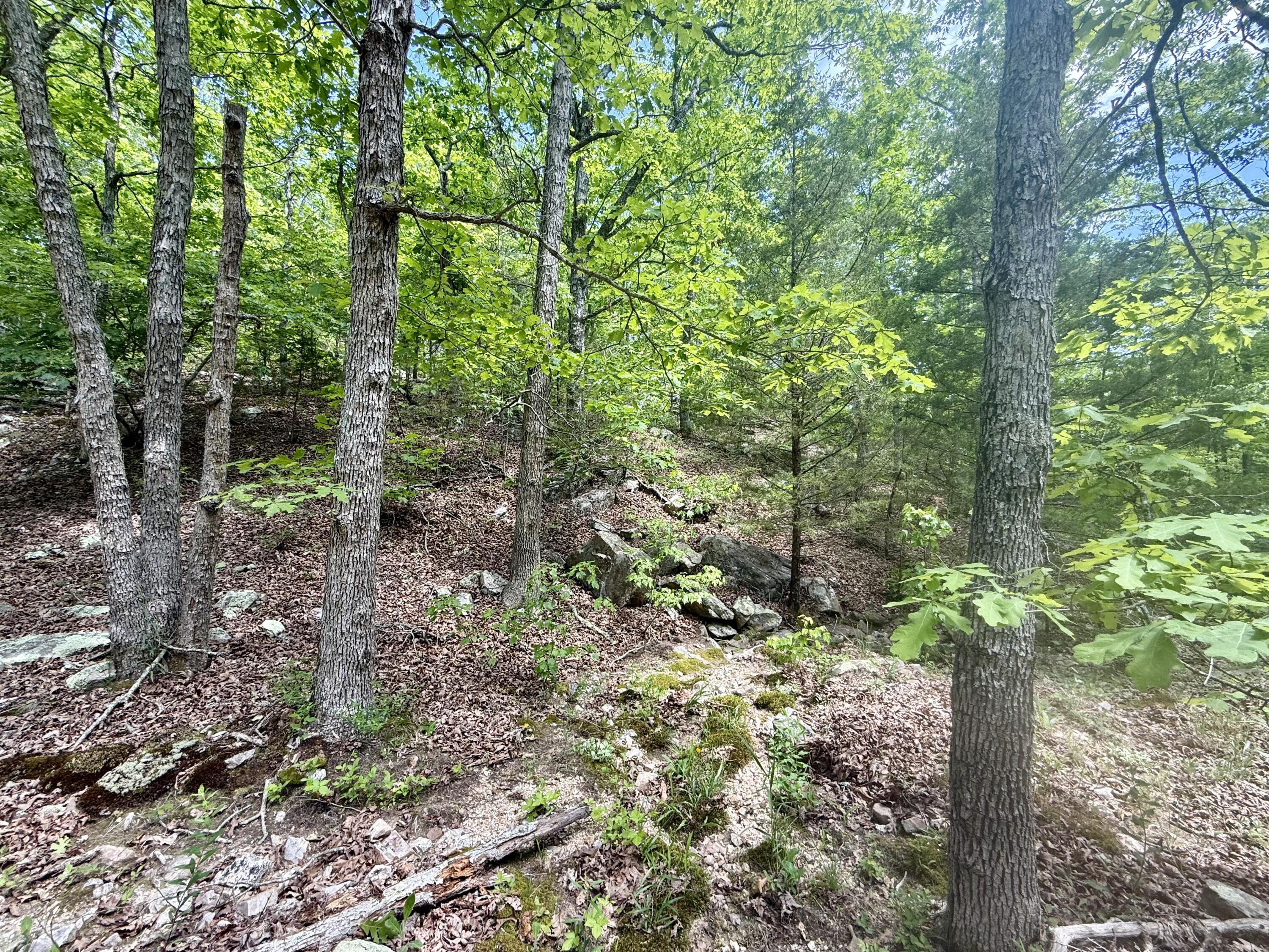 Photo 24 - Land for sale – 000  Bailey Road  Licking, MO