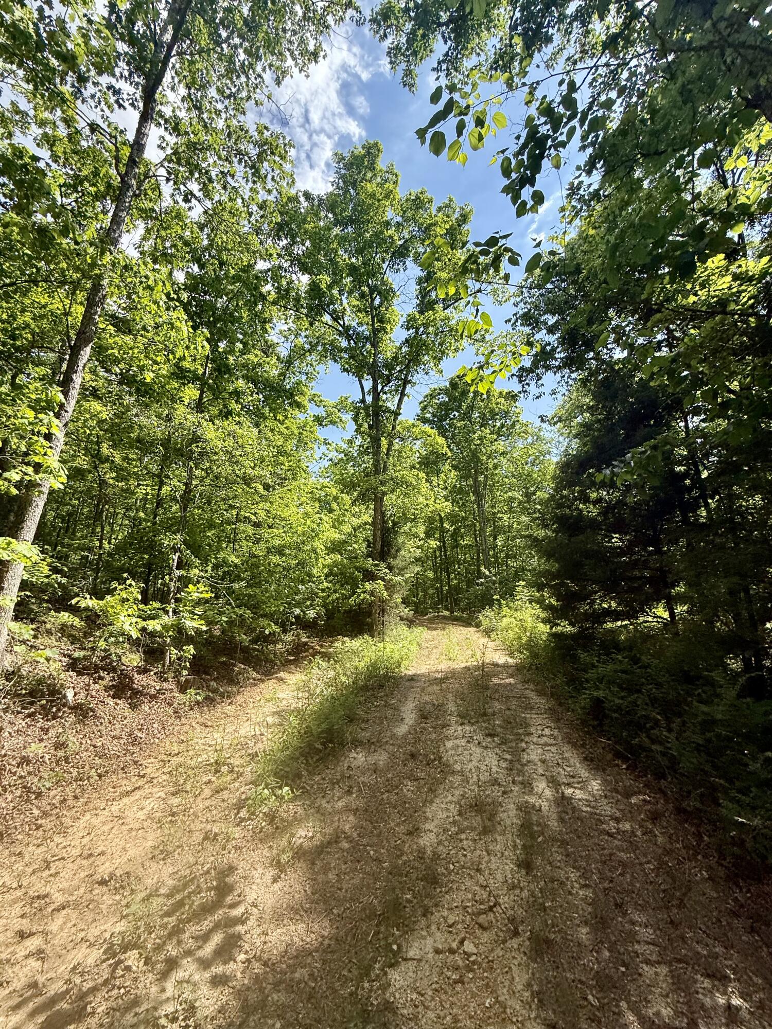 Photo 13 - Land for sale – 000  Bailey Road  Licking, MO