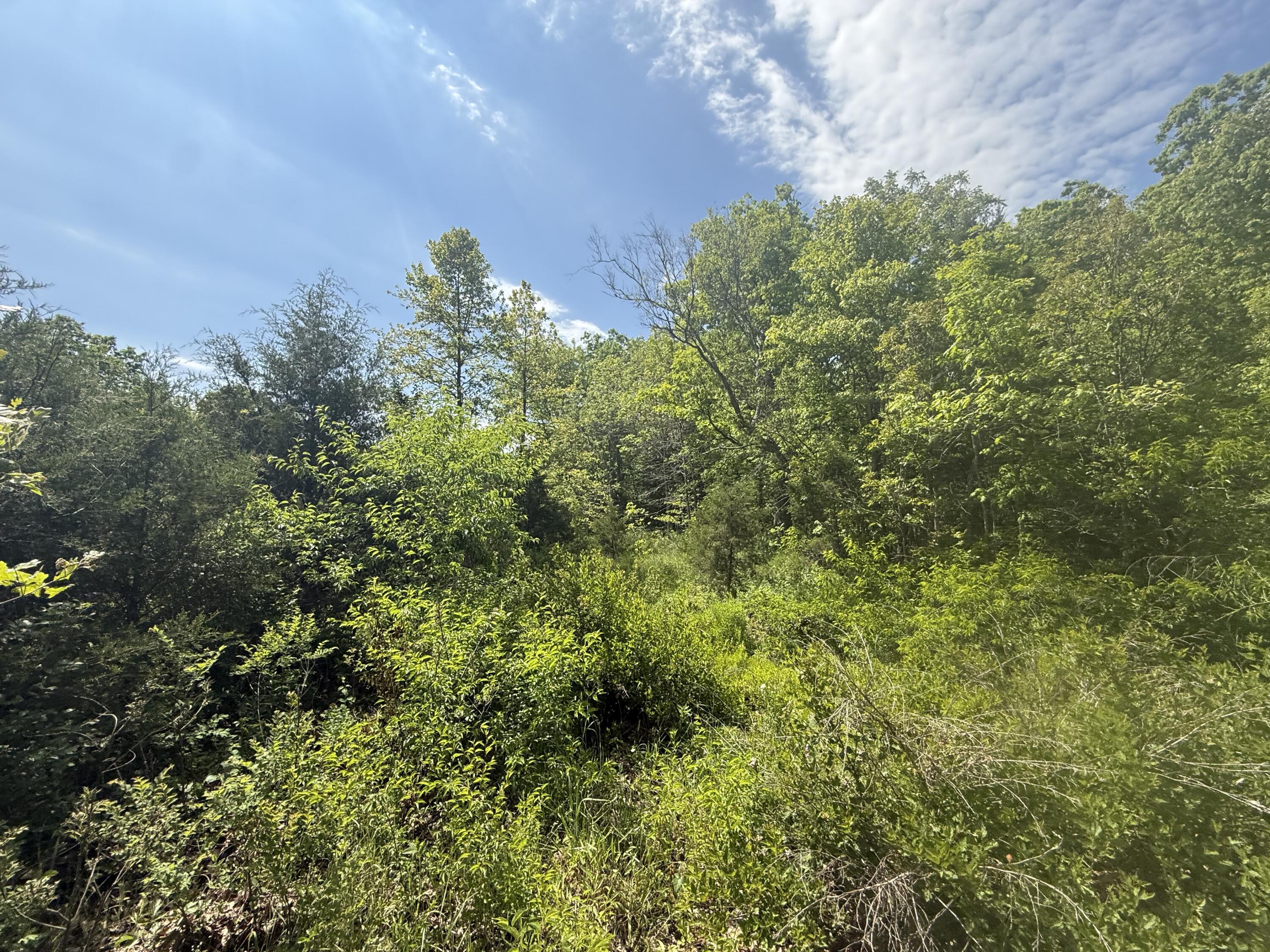 Photo 4 - Land for sale – 000  Bailey Road  Licking, MO