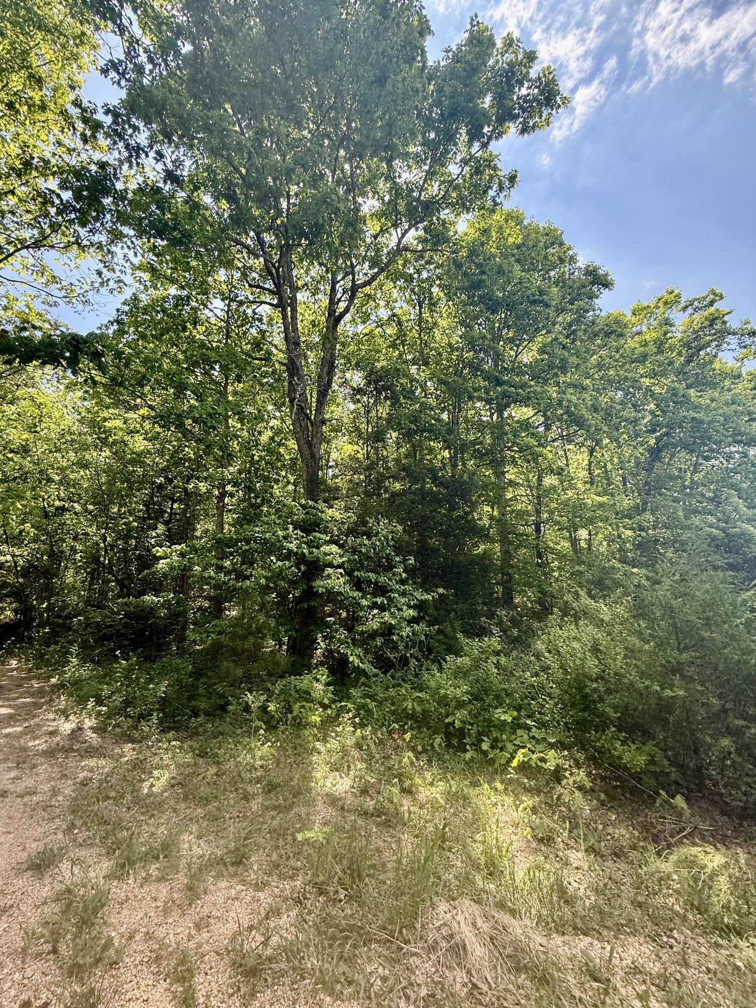 Photo 5 - Land for sale – 000  Bailey Road  Licking, MO