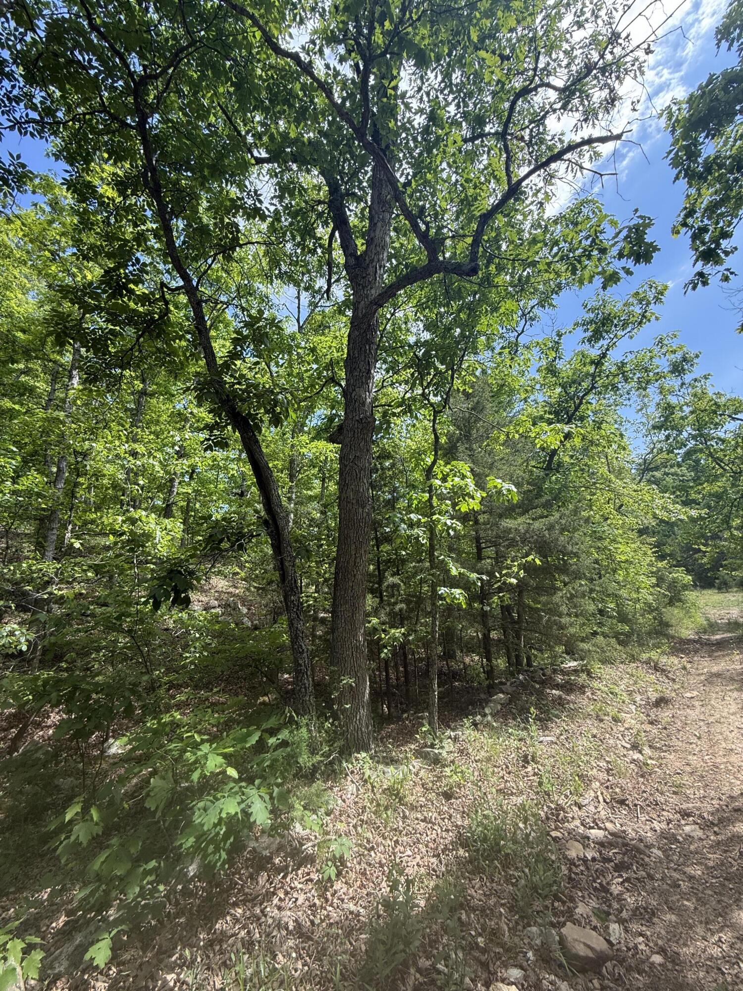 Photo 20 - Land for sale – 000  Bailey Road  Licking, MO