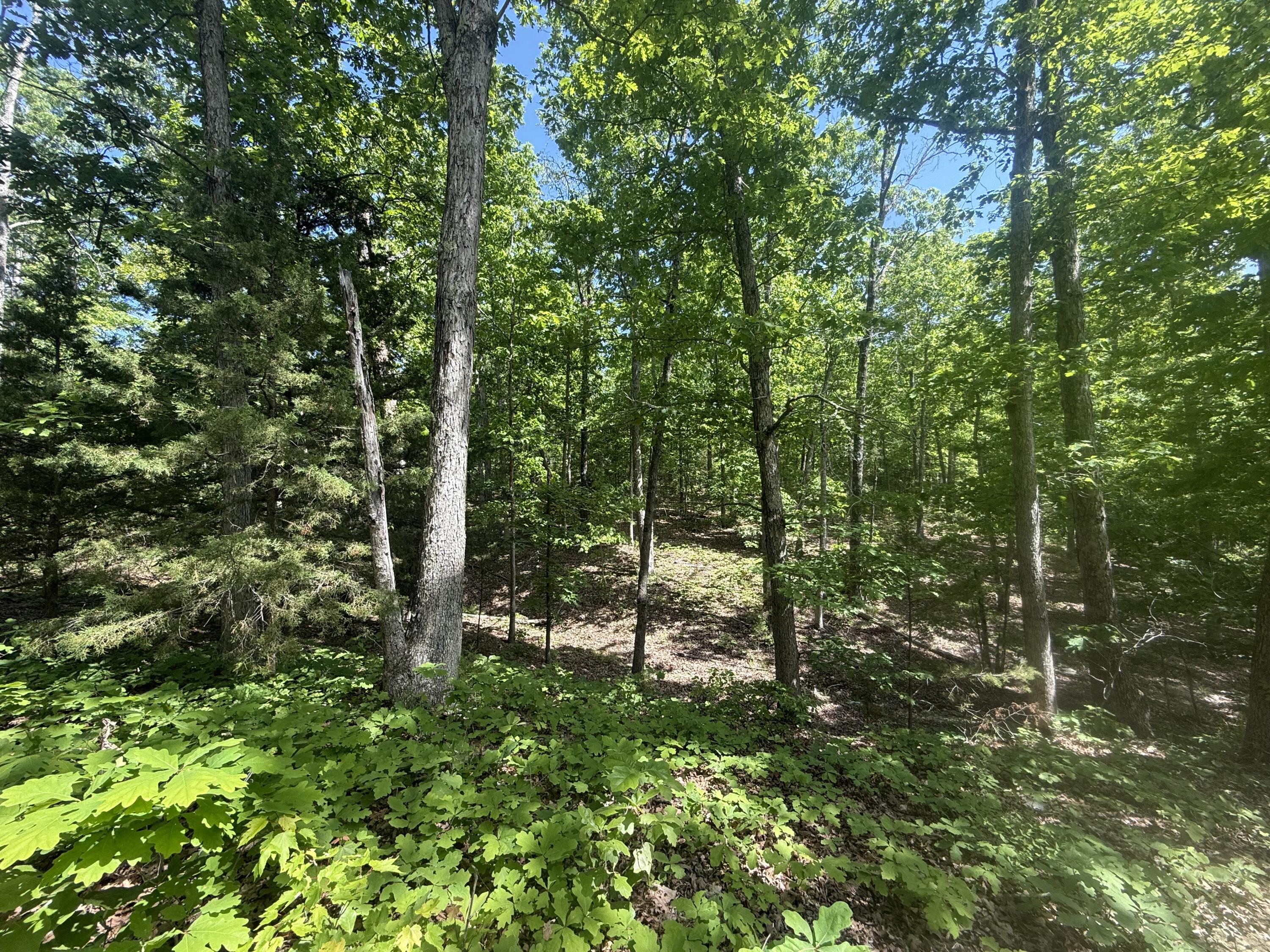 Photo 29 - Land for sale – 000  Bailey Road  Licking, MO