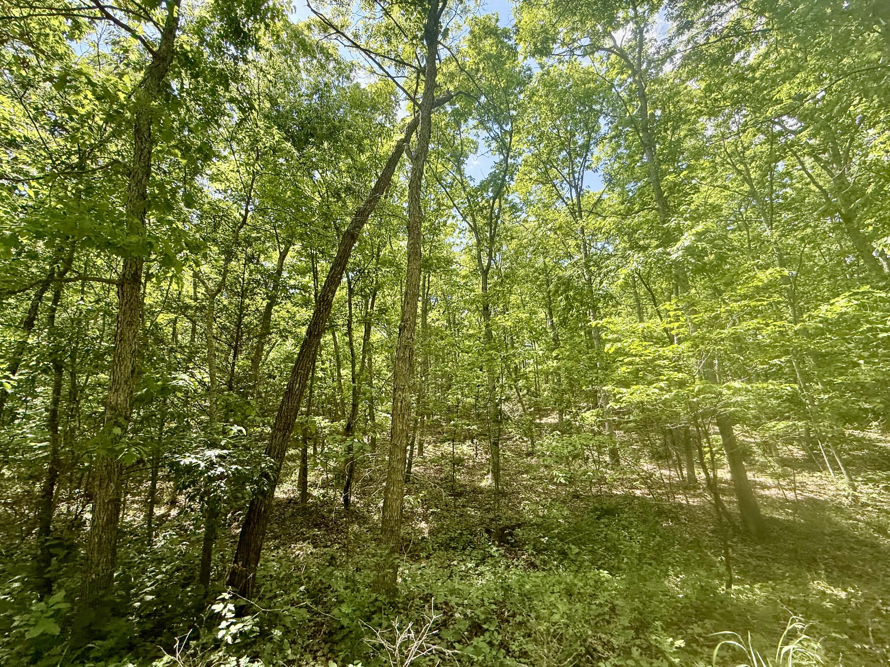 Photo 14 - Land for sale – 000  Bailey Road  Licking, MO