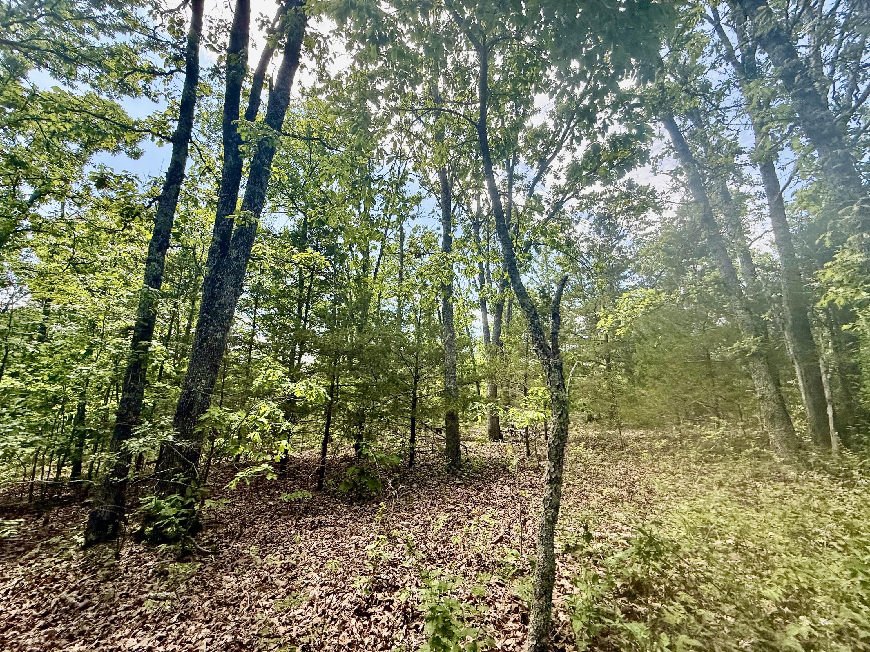 Photo 22 - Land for sale – 000  Bailey Road  Licking, MO