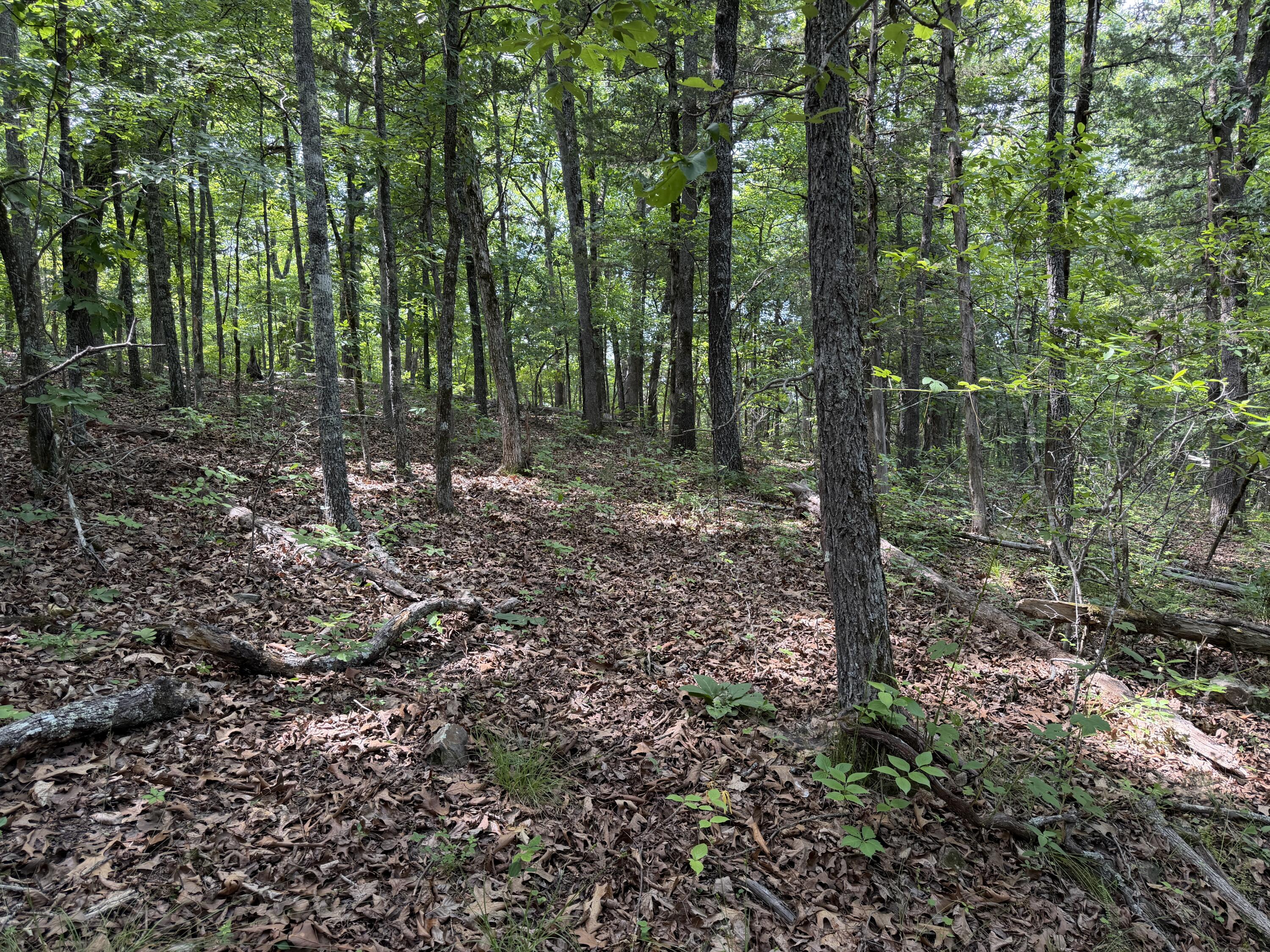 Photo 5 - Land for sale – 000  Moore Bend Road  Cedarcreek, MO
