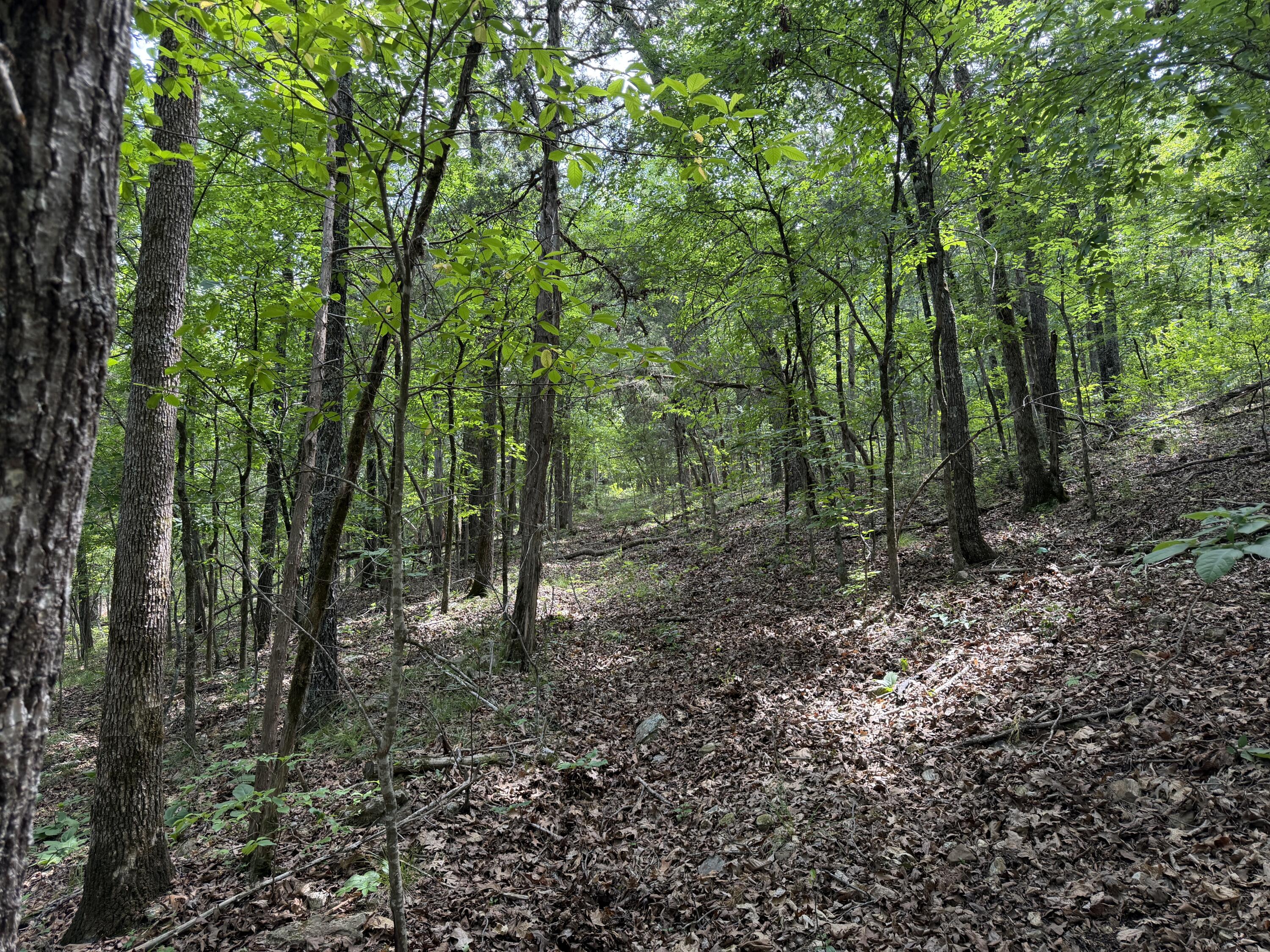 Photo 8 - Land for sale – 000  Moore Bend Road  Cedarcreek, MO