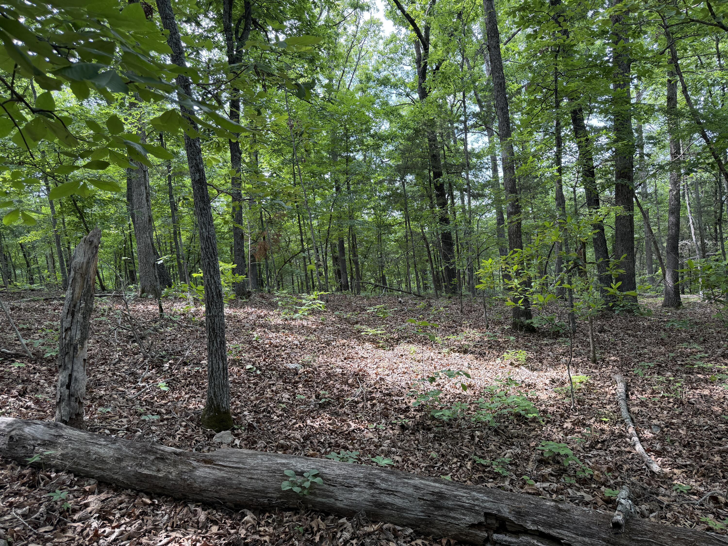 Land for sale – 000  Moore Bend Road  Cedarcreek, MO