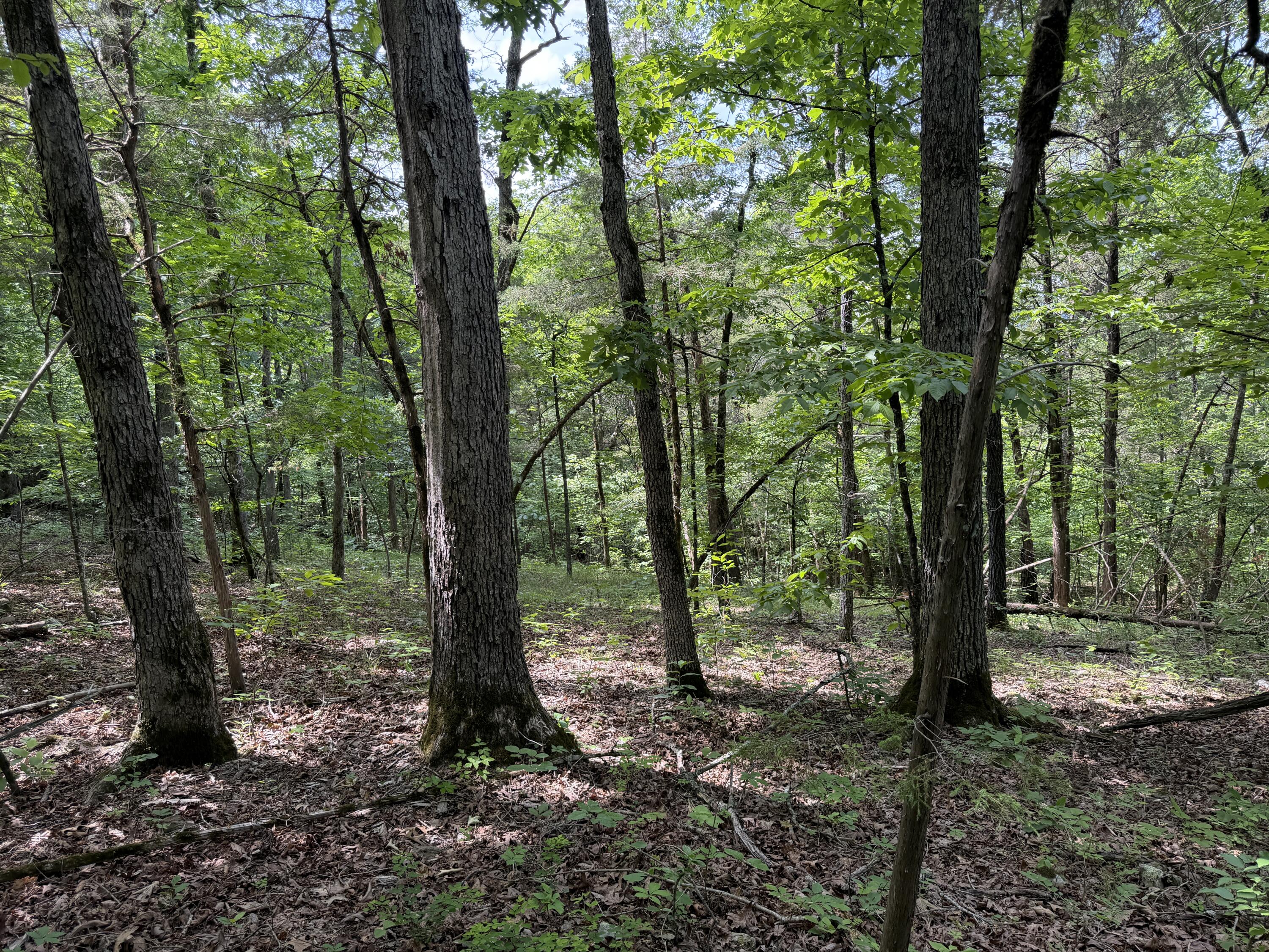 Photo 3 - Land for sale – 000  Moore Bend Road  Cedarcreek, MO