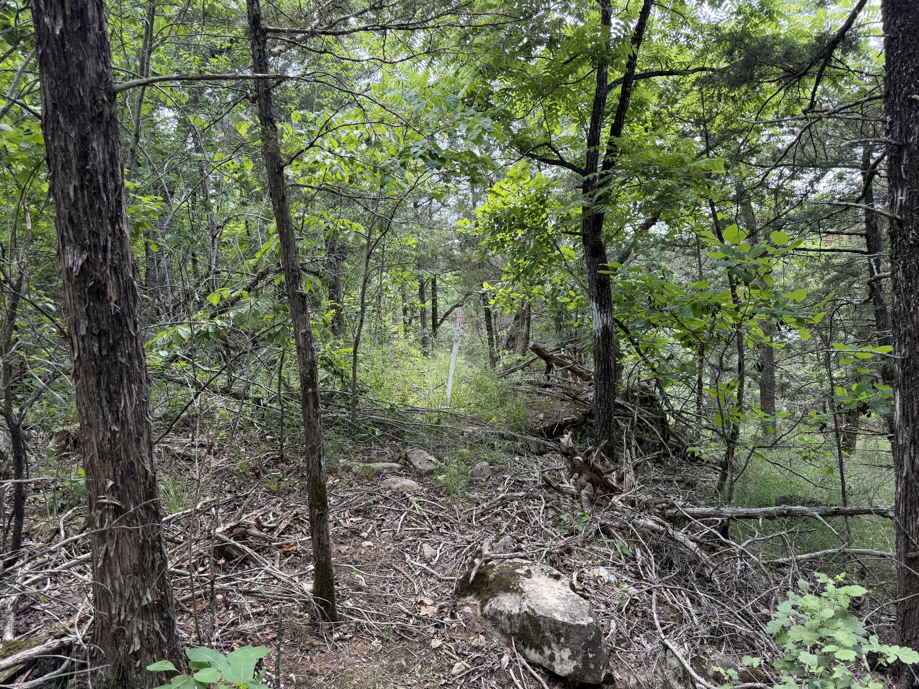 Photo 2 - Land for sale – 000  Moore Bend Road  Cedarcreek, MO