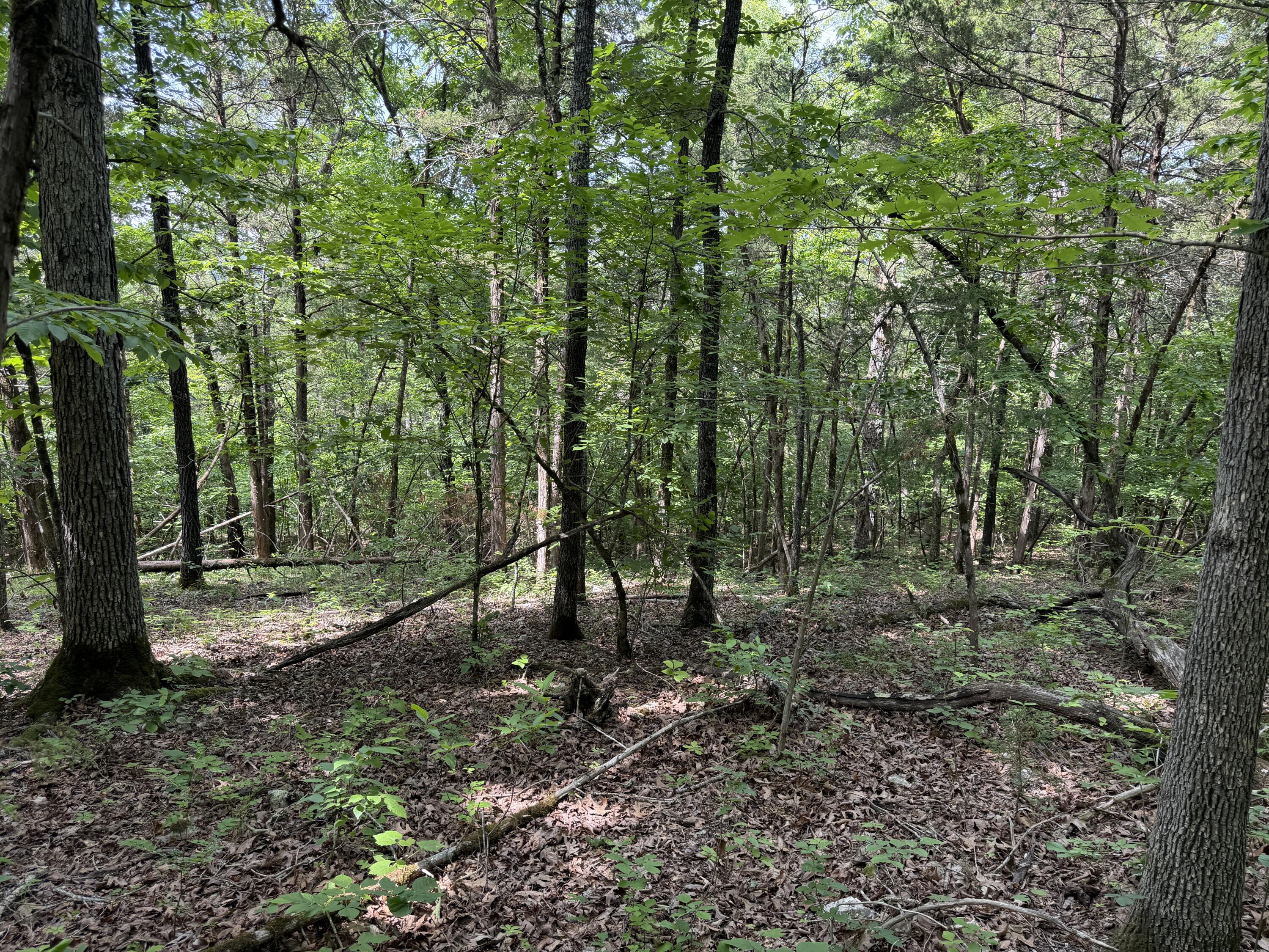 Photo 14 - Land for sale – 000  Moore Bend Road  Cedarcreek, MO