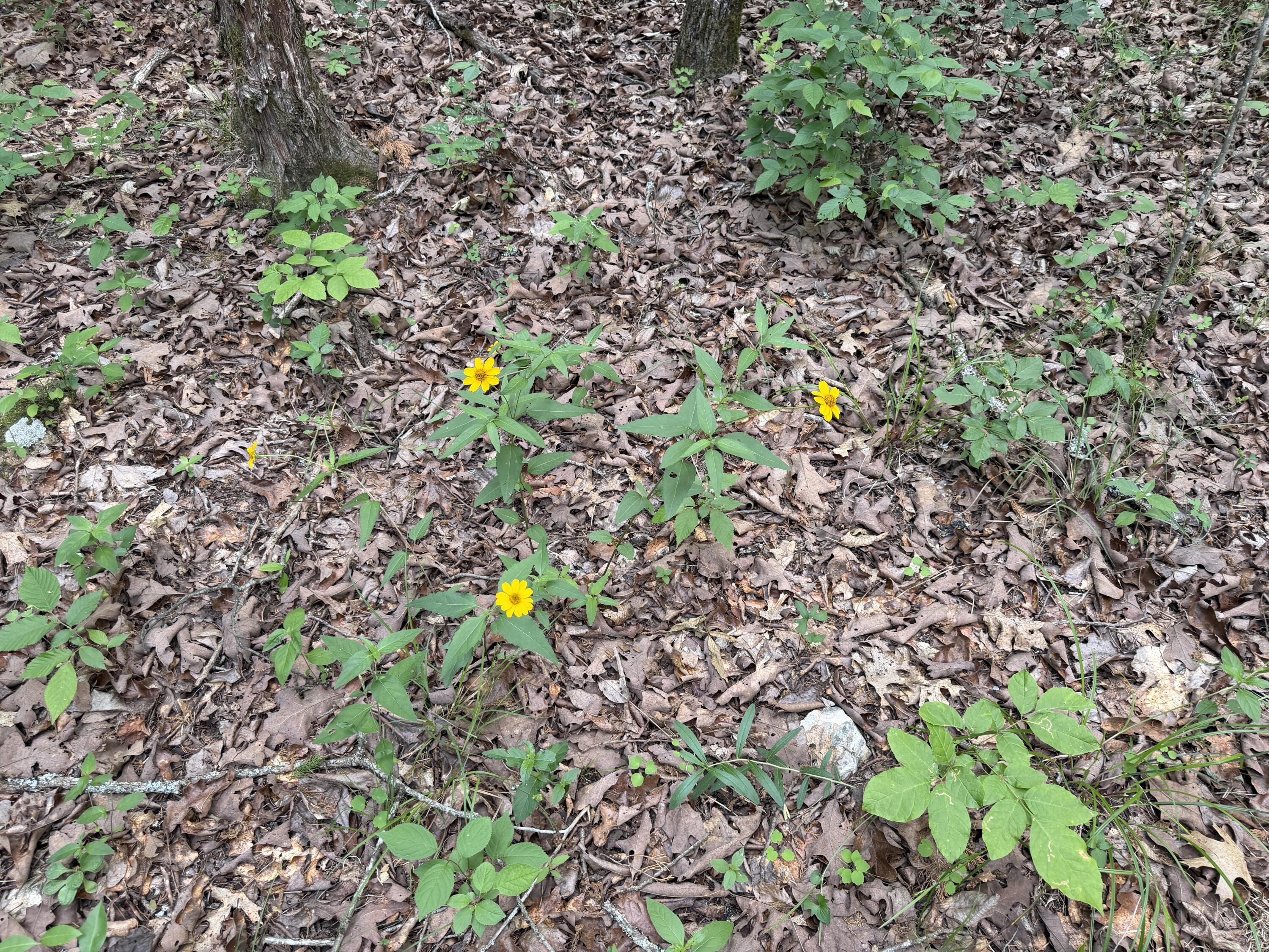 Photo 10 - Land for sale – 000  Moore Bend Road  Cedarcreek, MO