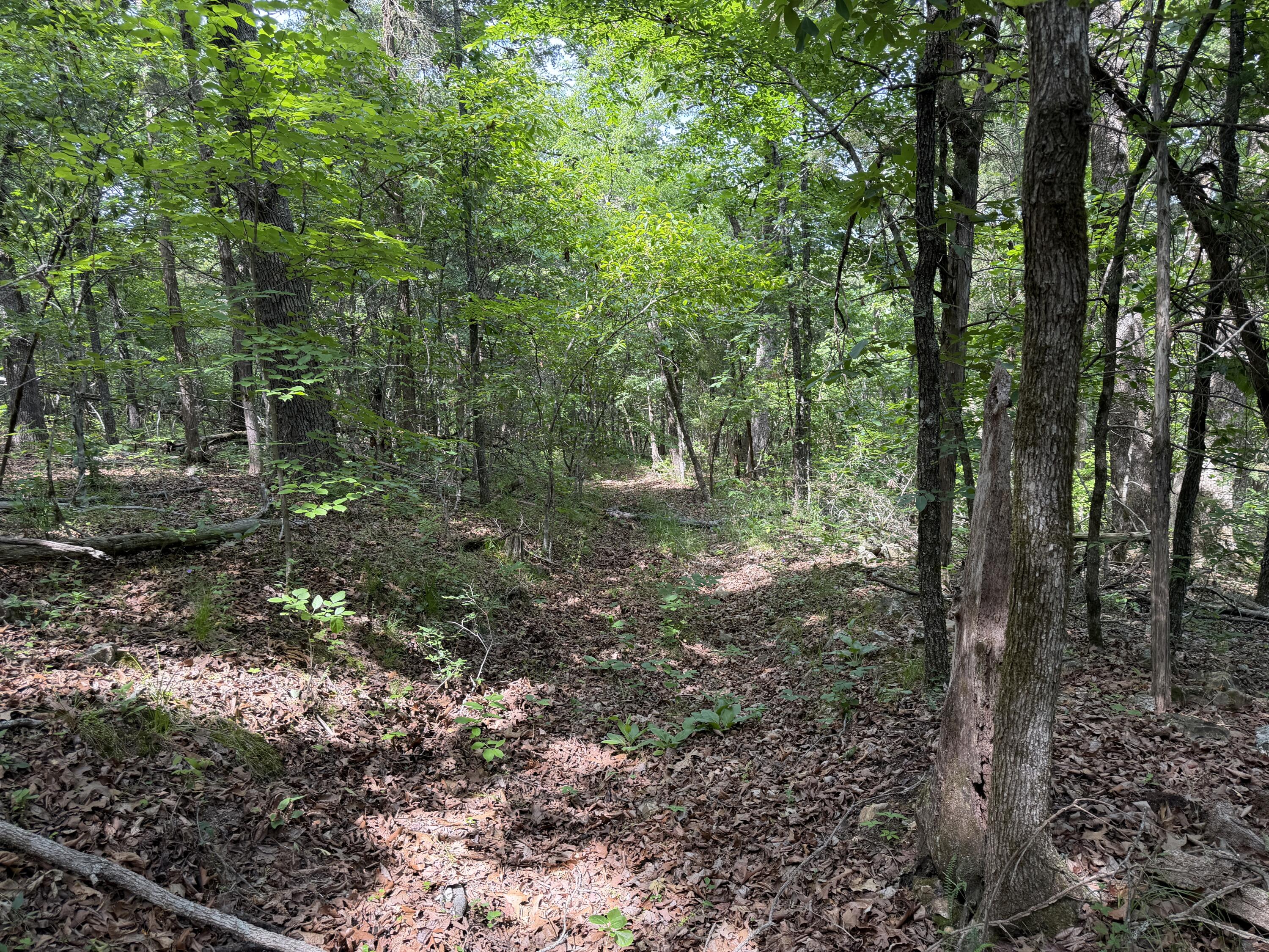 Photo 4 - Land for sale – 000  Moore Bend Road  Cedarcreek, MO