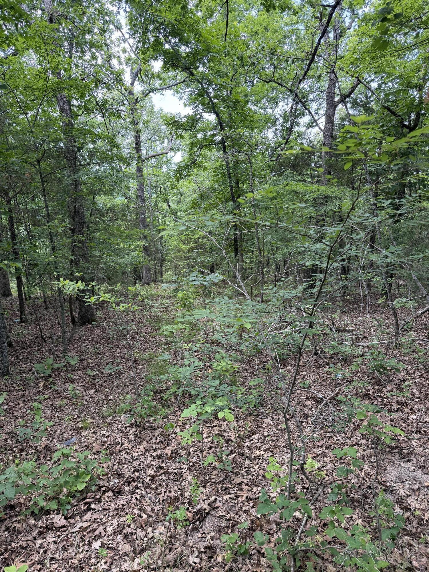 Photo 19 - Land for sale – 000  Moore Bend Road  Cedarcreek, MO