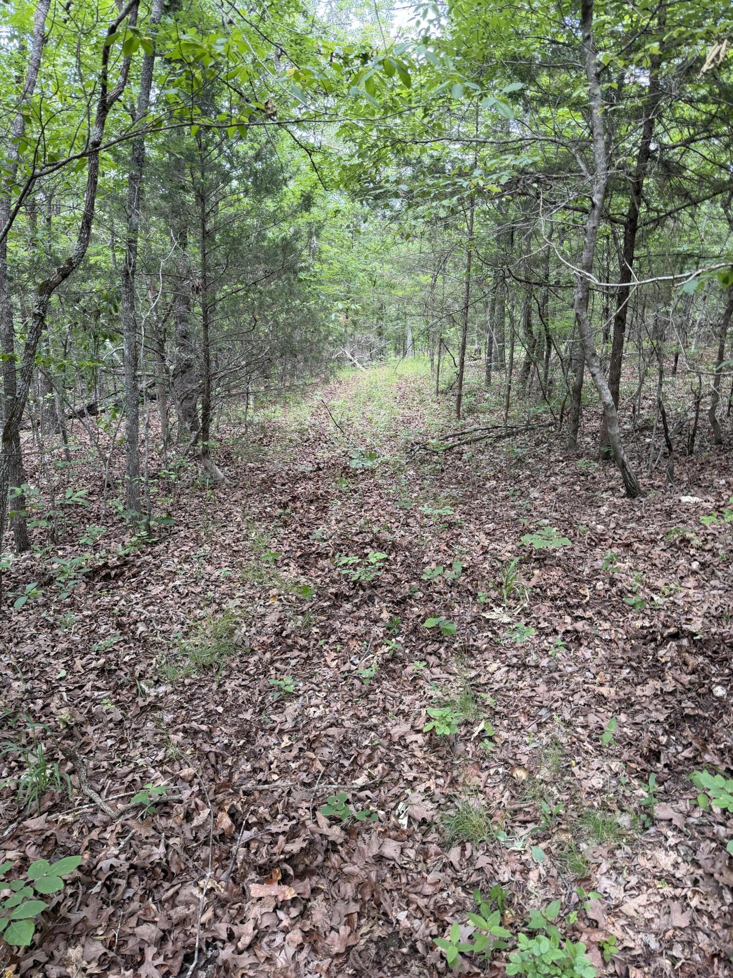 Photo 20 - Land for sale – 000  Moore Bend Road  Cedarcreek, MO