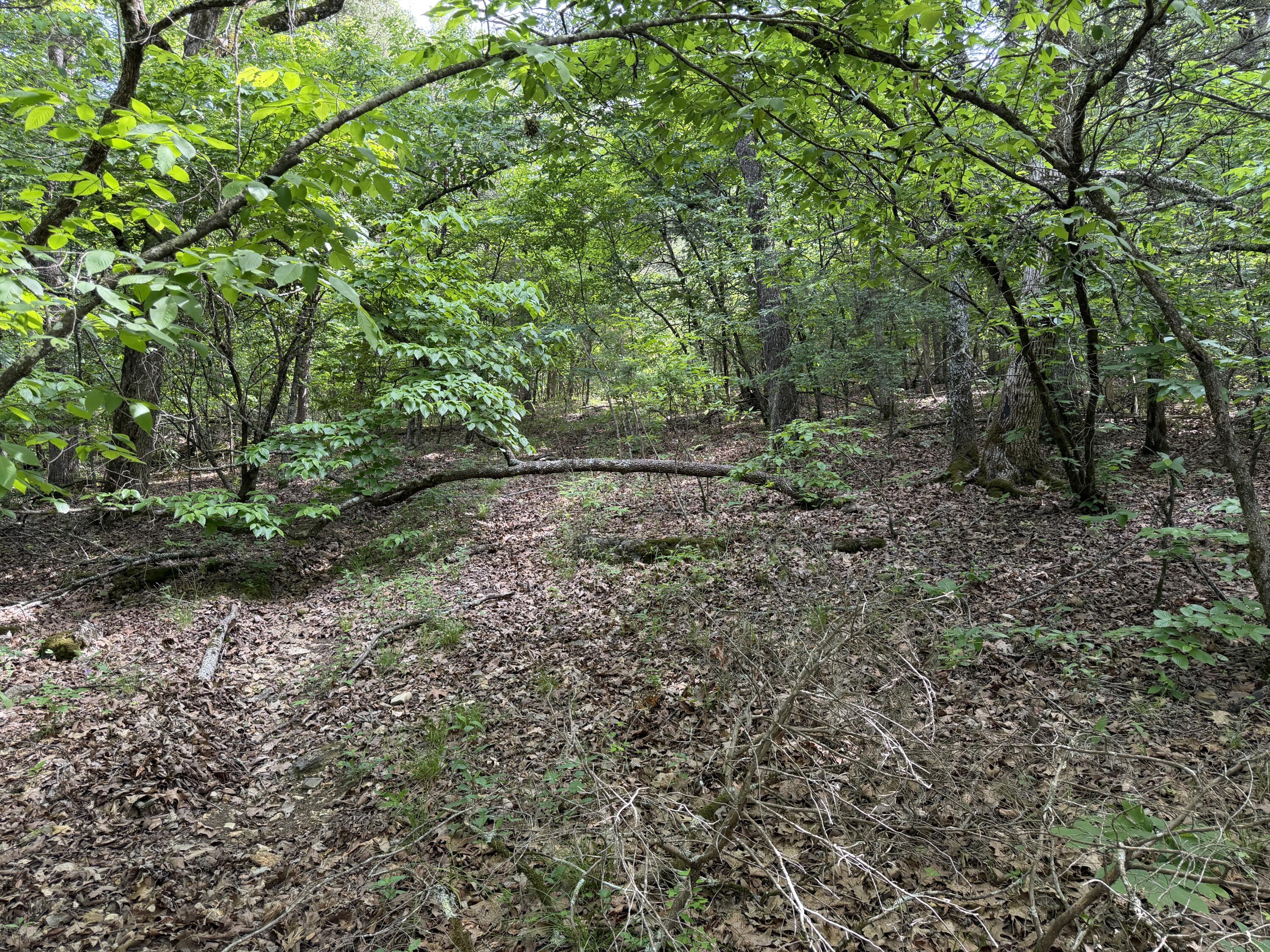 Photo 6 - Land for sale – 000  Moore Bend Road  Cedarcreek, MO