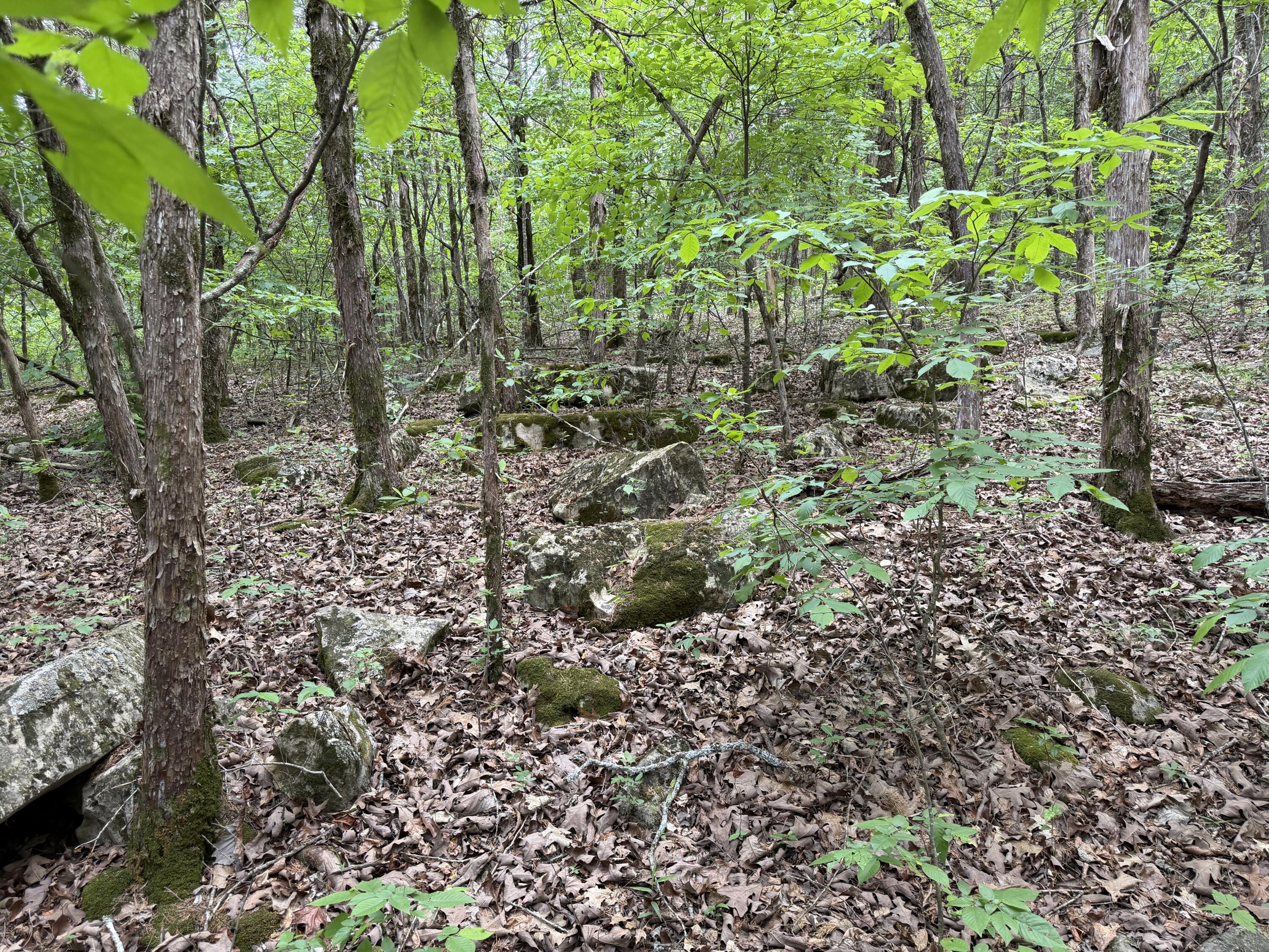 Photo 18 - Land for sale – 000  Moore Bend Road  Cedarcreek, MO
